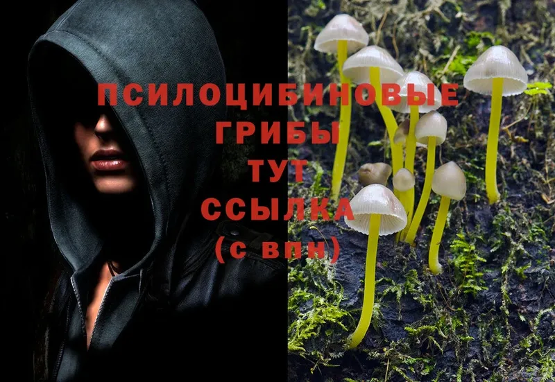 купить закладку  Избербаш  Галлюциногенные грибы Cubensis 